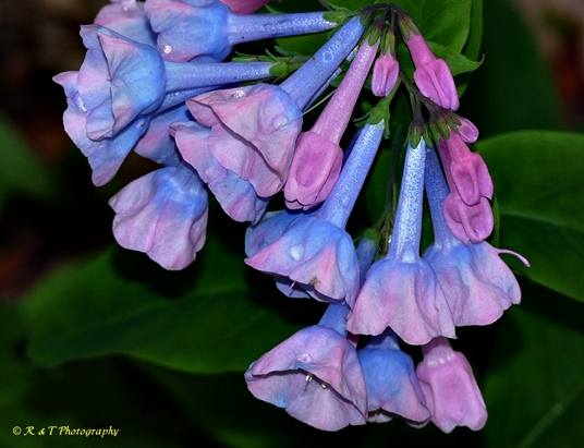 {Mertensia virginica}